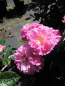 Preview: Kletterrose Aristide Briant2